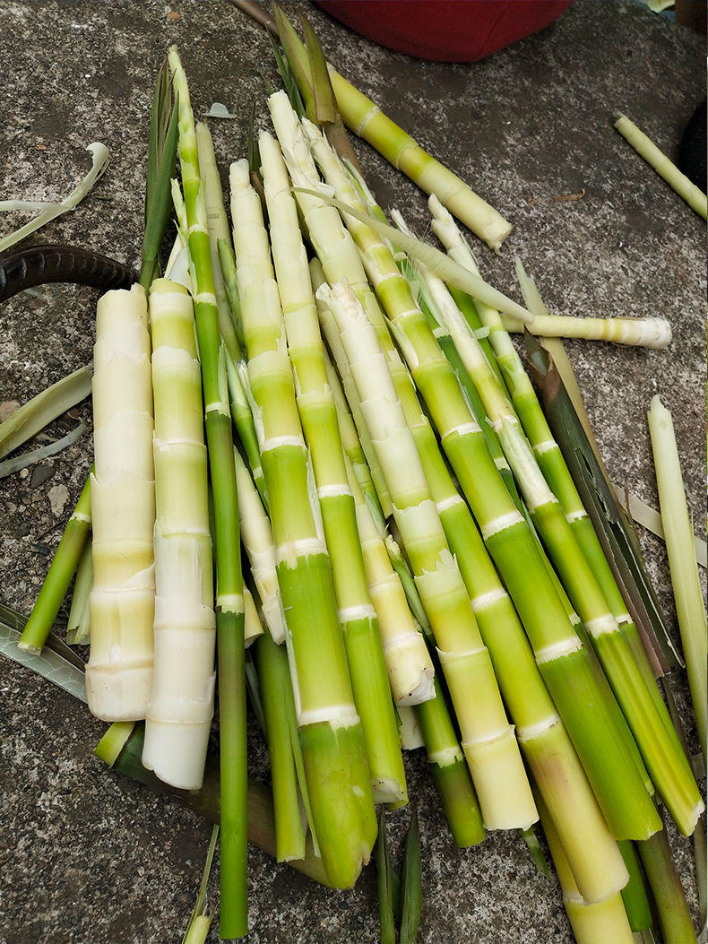 新鲜小竹笋带壳湖南小笋现拔笋手剥嫩笋尖小笋子山竹笋水竹笋 带壳小