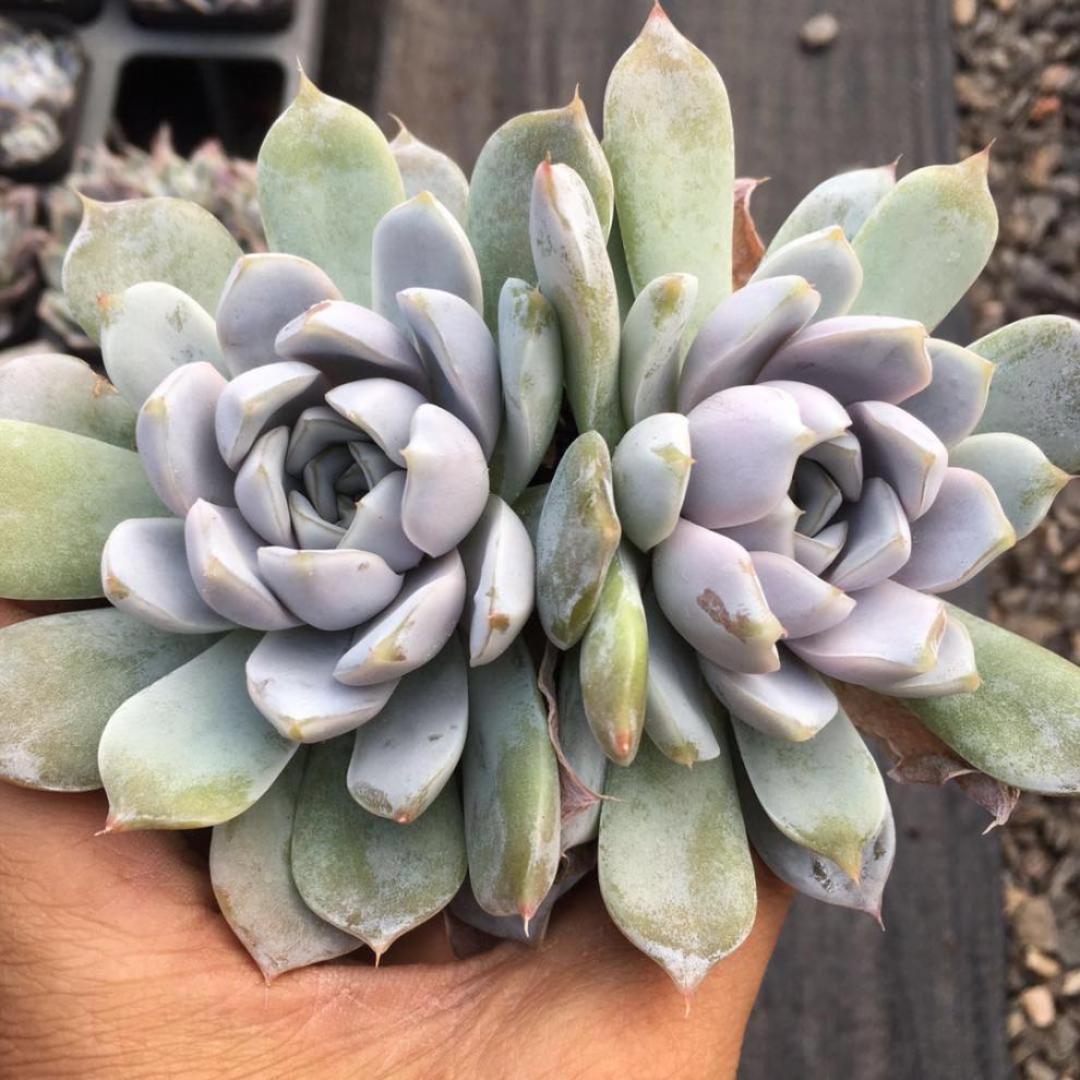 雪兔 多肉植物 肉肉植物 萌肉肉组合盆栽 雪兔群生 裸根不带土