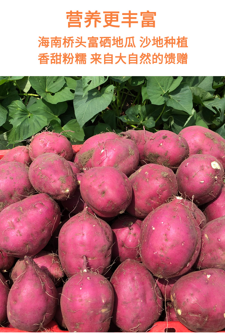 源外圆果海南澄迈桥头富硒地瓜带箱10斤板栗新鲜农家自种红薯9斤中果