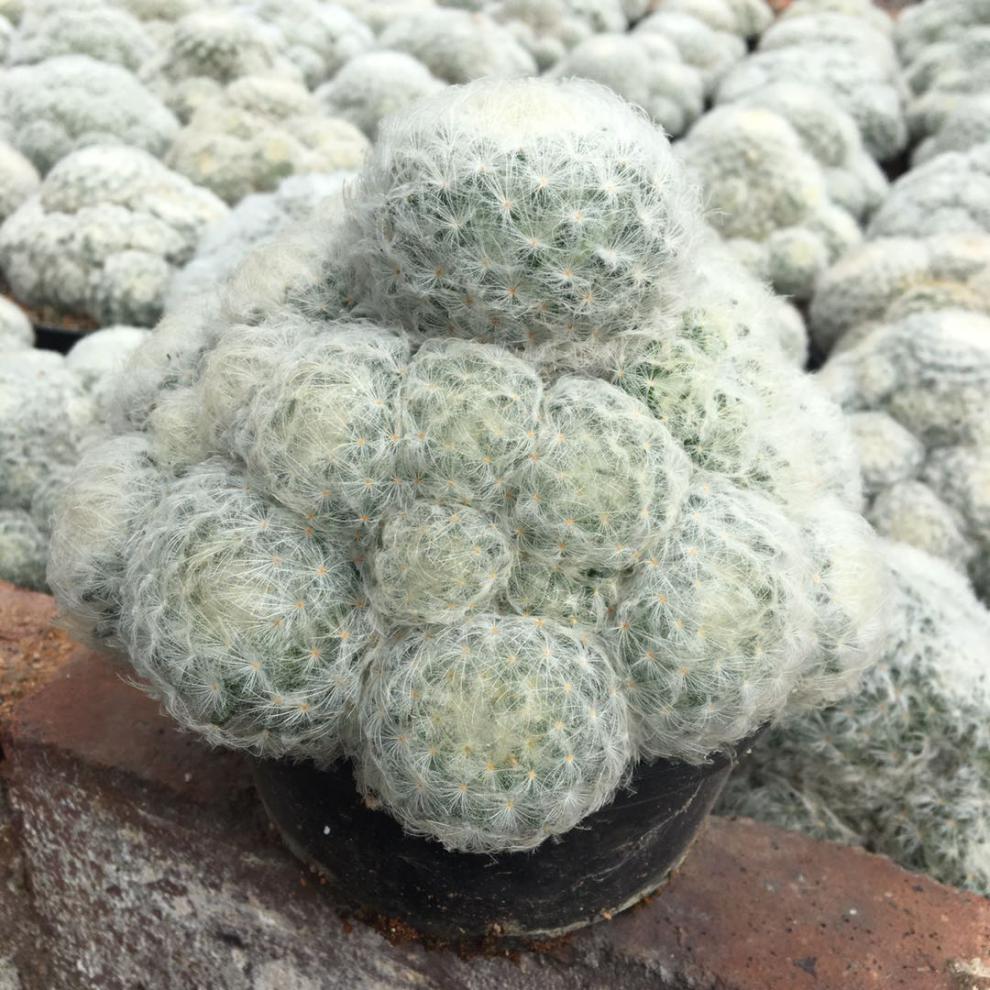 稀有仙人掌老乐柱白星仙人球芳香丸缀化白毛不扎手多肉 2盆单头组合7