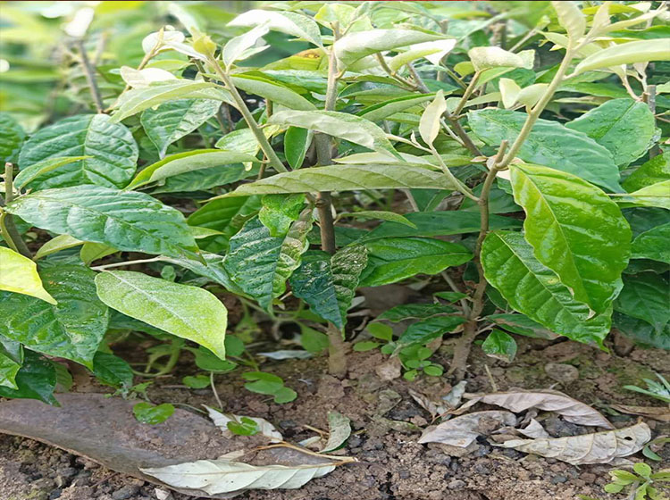 花姬蝶遇羊奶果苗特大果形德甜二号胡颓子苗胡秃子苗羊奶果树苗羊奶果