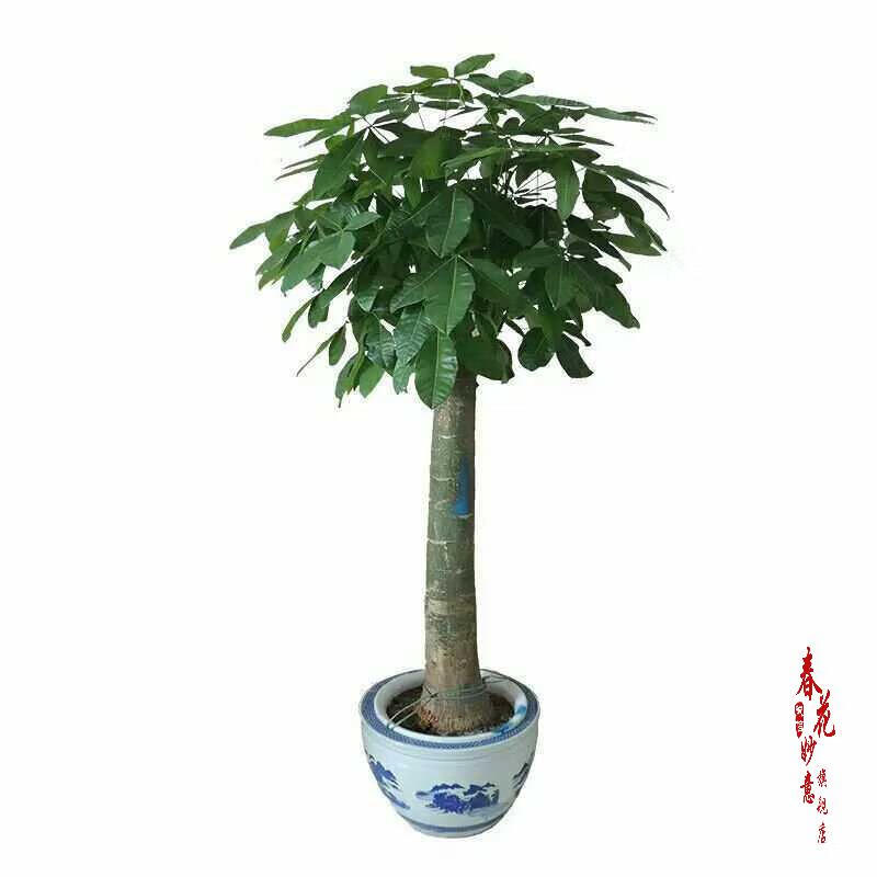 宿将洛瑞与正式续约，助力球队抢夺新赛季荣誉(洛瑞若何成球队垂老了)