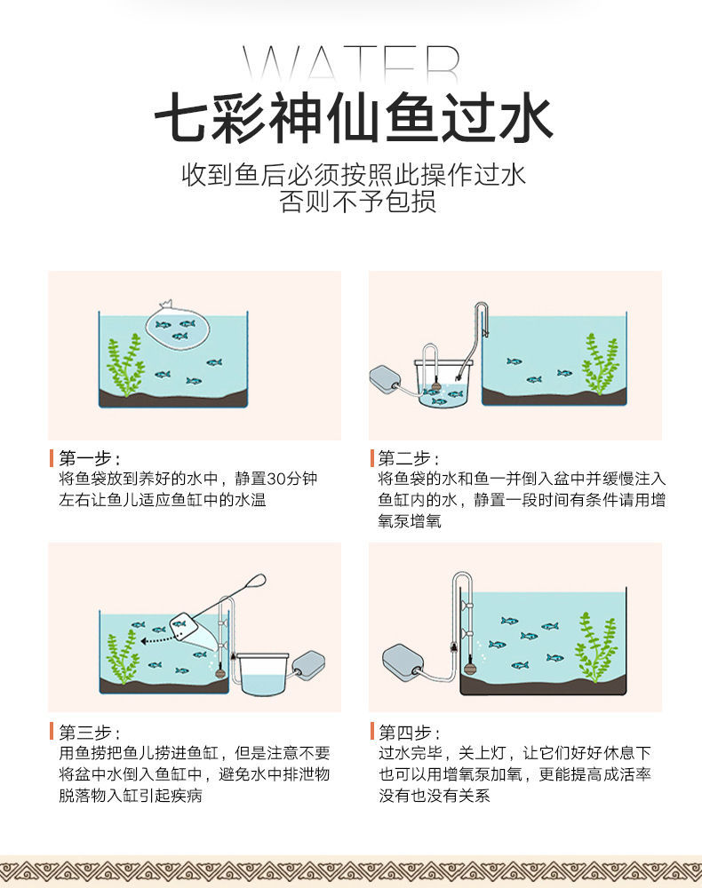 kjhgf【死亡包赔】七彩神仙鱼热带观赏鱼红盖子财神鸽子燕鱼活体 鸽子