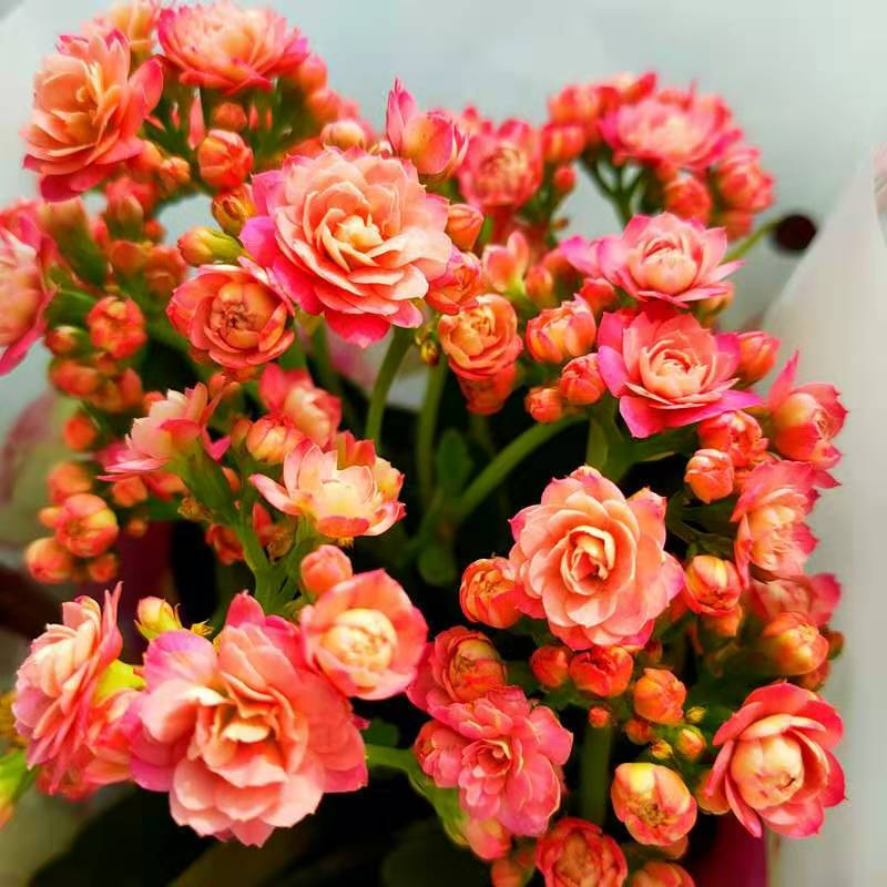 沭之美长寿花盆栽带花苞重瓣大花苗绿巴黎花卉观花植物室内阳台四季