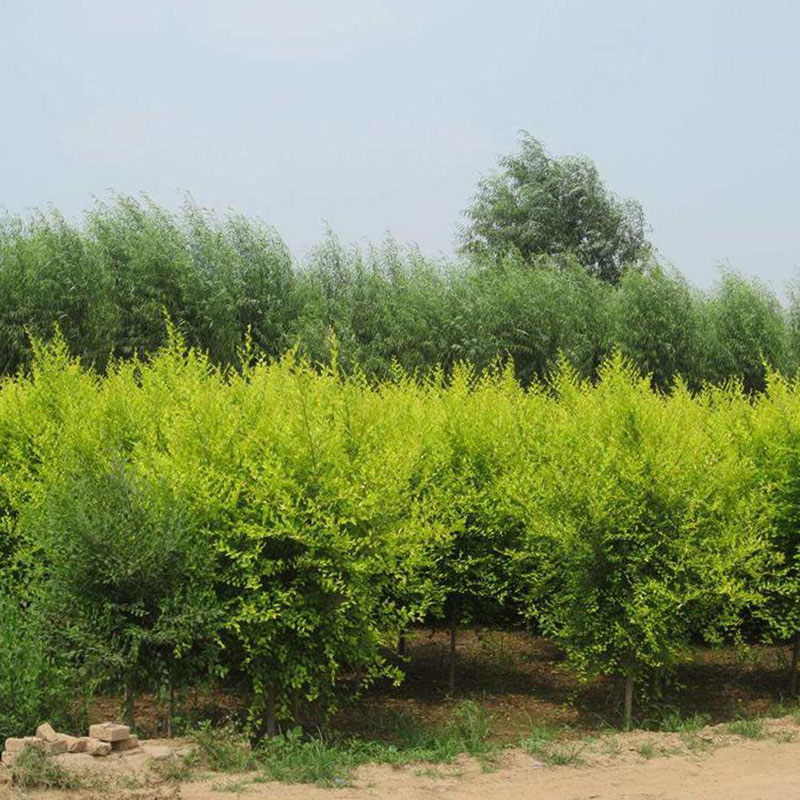 菜友 榆树苗金叶榆树苗榆树钱庭院户外工程绿化苗木榆树小苗食用榆树