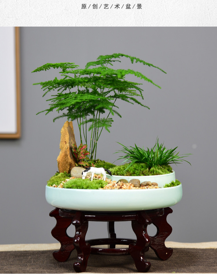 文竹盆景植物办公室内四季常青微景观绿植好养桌面摆件创意小盆栽