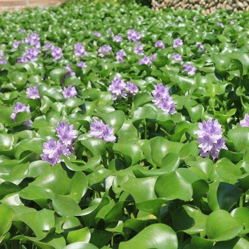 【店铺推荐】水培植物水葫芦凤眼蓝水浮莲池塘鱼缸净化水质水草 水