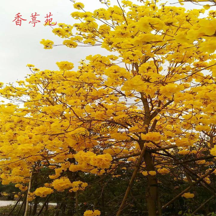 香葶苑 別墅觀花樹多花紫花粉花風鈴木庭院風景樹地栽綠化樹苗種植物