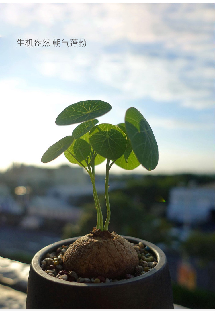 ins网红爬藤植物山乌龟 素可泰 块根植物耐旱耐寒 四季长青藤蔓 简约