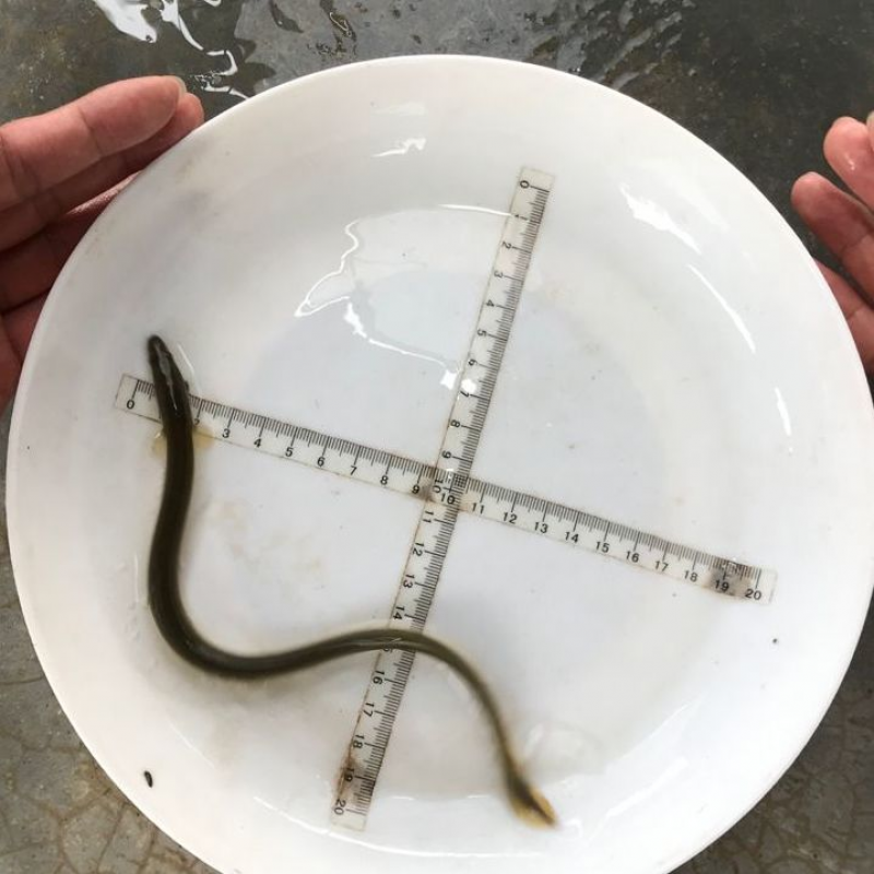 【京东推荐】鳗鱼苗白鳝鱼苗淡水河鳗青鳝青鳗白鳗鱼苗冷水热带鱼 15