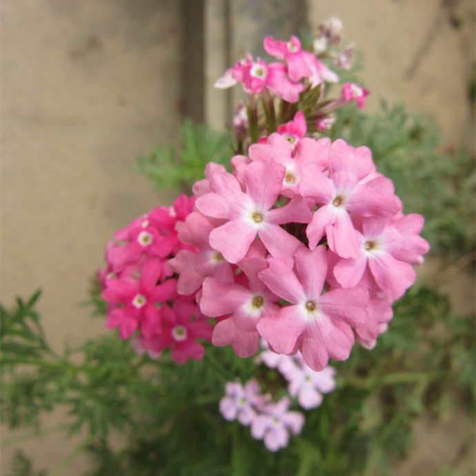 美女樱小苗 四季开花易爆盆 阳台室外庭院盆栽 72穴苗 111细叶粉色 3