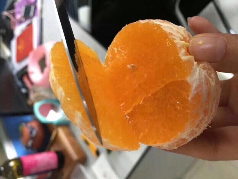 春见和红美人哪个容易上火吗(春兰红美人)