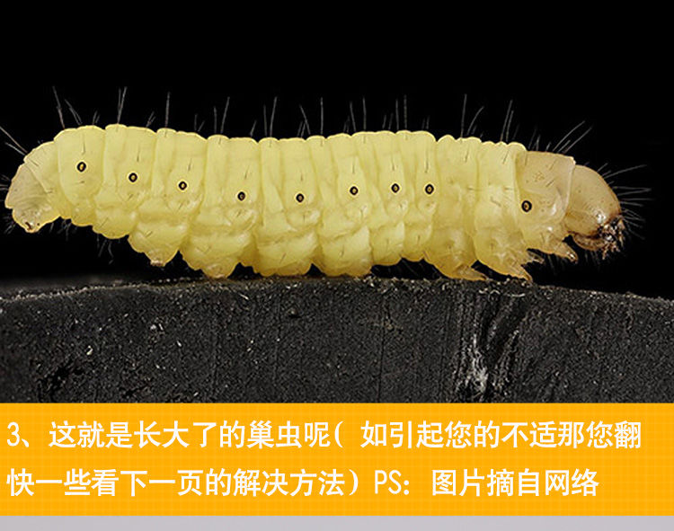 凭霄 巢虫清养蜜蜂棉虫药巢虫净中蜂专用治棉虫套巢虫灵养蜂工具 10片