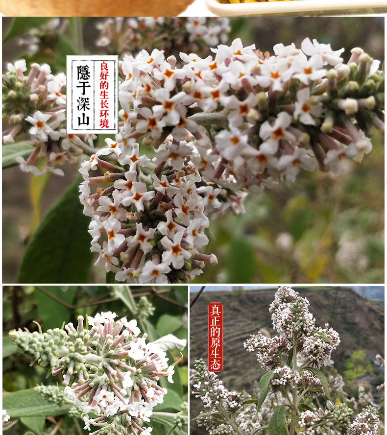 自选好物贵州广西野生密蒙花染饭花糯米花植物染料花米饭黄饭花