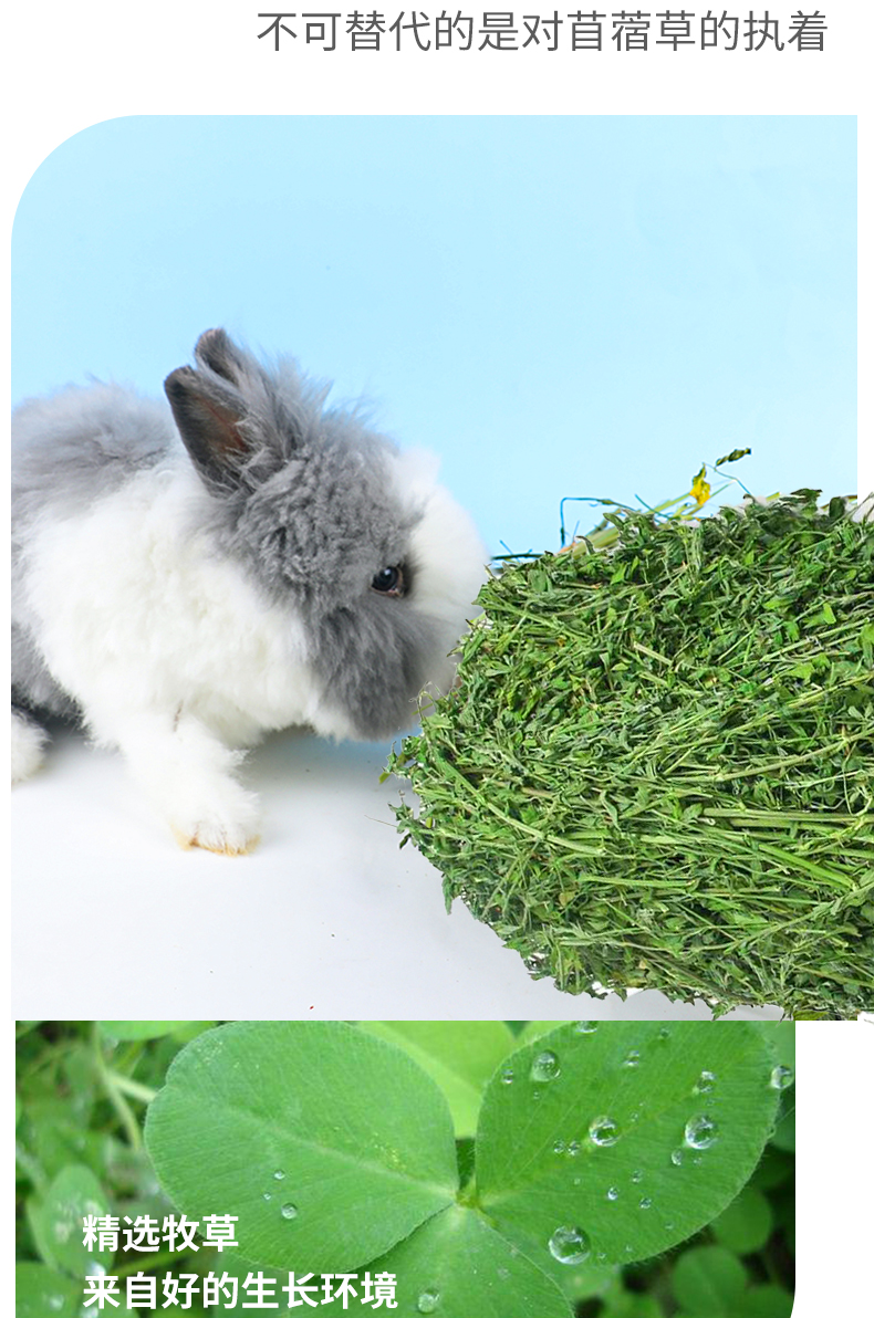 21年新紫花苜蓿草幼兔子草龙猫荷兰猪豚鼠牧草干草兔粮食饲料1kg