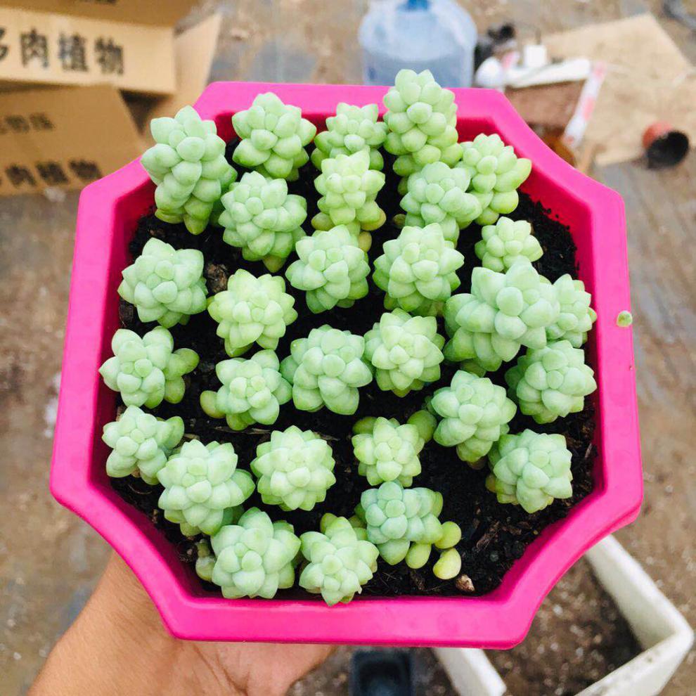 玉墜玉綴老樁群生彩虹玉墜多肉植物帶盆發貨 玉墜三盆優惠價 帶盆栽好