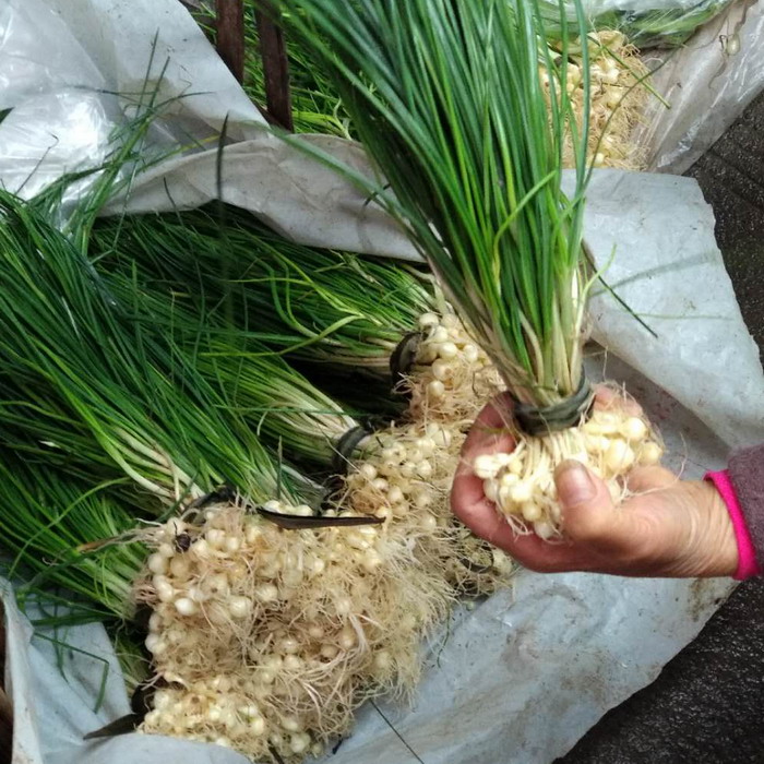 野生苏北新鲜野葱苦藠苦茭小蒜小根蒜薤白香葱西葱野菜小香葱野蒜整箱