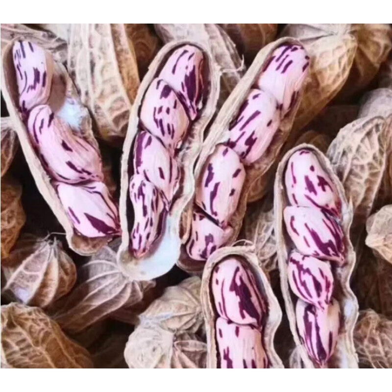 新货七彩花生云南七彩野地花生带壳生花生晒干五彩花生零食500g七彩