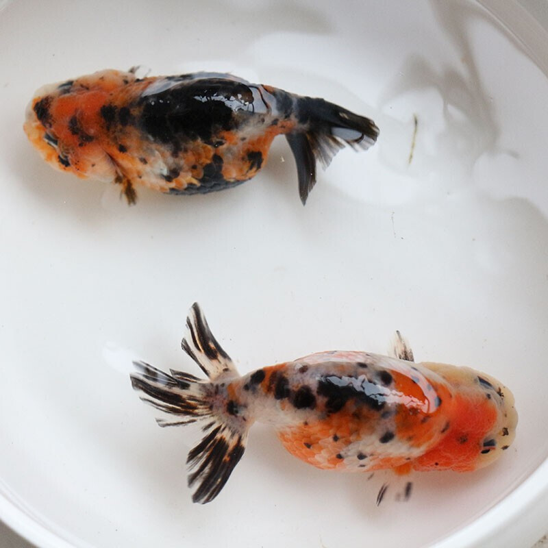 蝶尾金鱼观赏鱼苗冷水鱼红狮子头好养耐活兰寿淡水鱼活体红龙睛鱼