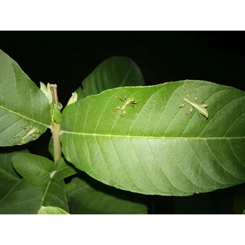【店铺推荐】叶修虫叶子虫开食幼虫现货吃芭乐月季芒果叶宠物竹节虫卵