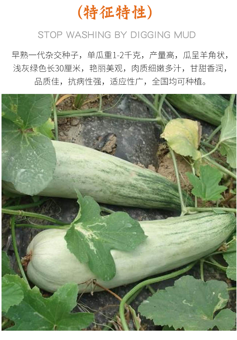 羊角蜜梨图片