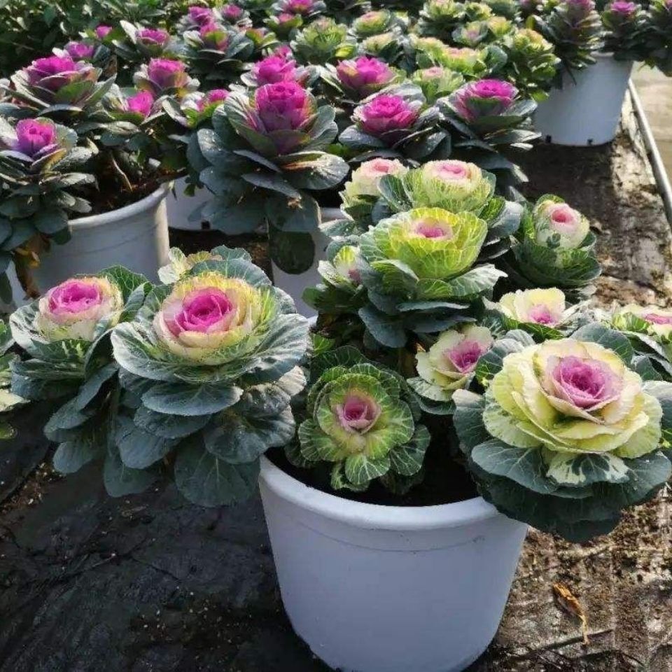 新型羽衣甘蓝种子花卉观赏食用紫色蔬菜籽苗四季播阳台盆栽 -量大联系