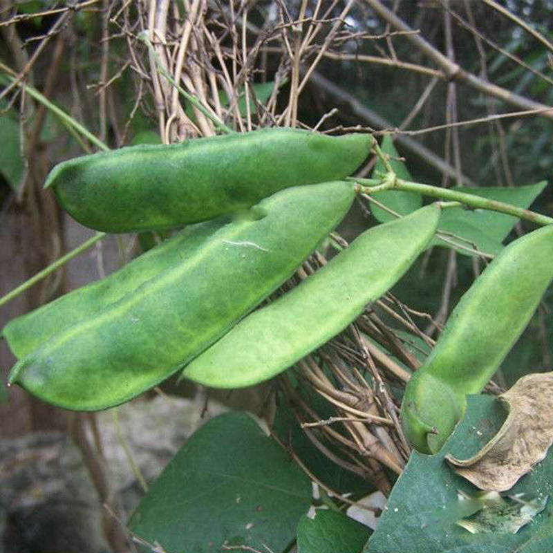 斑马豆 种植图片