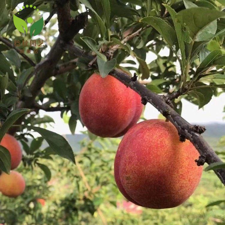 嫁接大紅袍李子樹苗李子苗脆李紅布林李子苗盆栽地栽南北方種植2年苗5