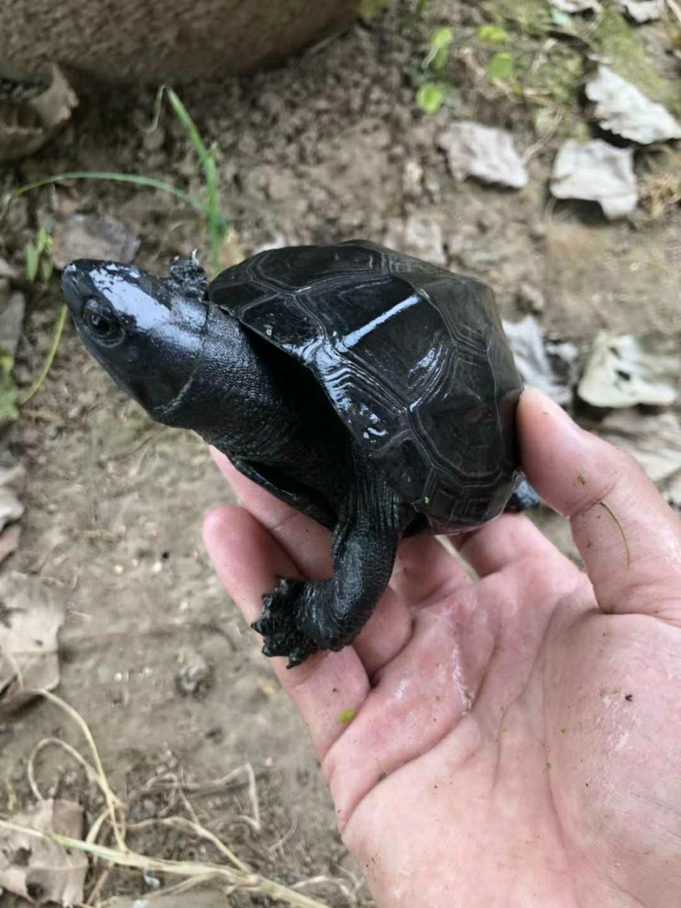 外塘黑腹墨龟苗活体全黑小乌龟中华草龟苗镇宅风水长寿顶墨苗 顶墨
