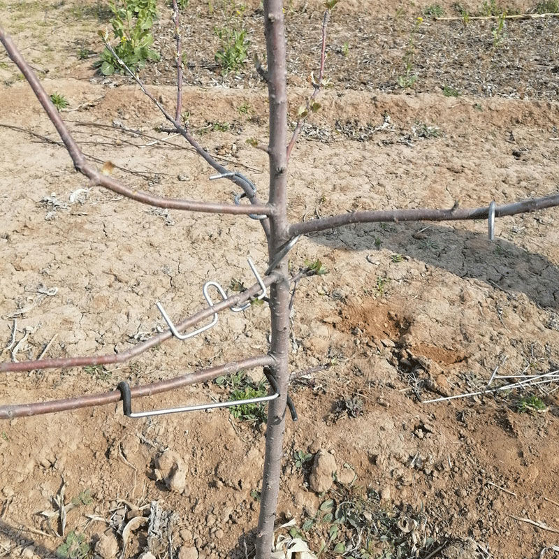 树开角樱桃支撑固定拉枝定型器果树压枝器hkmlm型10厘米5斤约125个