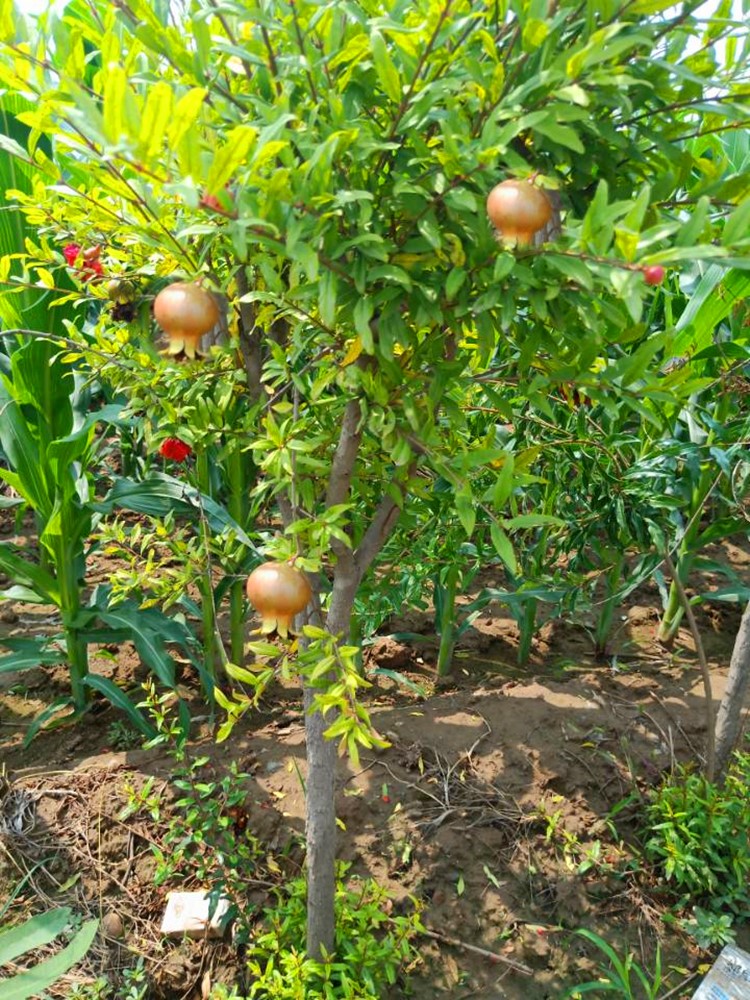 石榴樹樹苗南方北方種植特大無籽石榴苗突尼斯軟籽庭院果樹盆栽苗 20