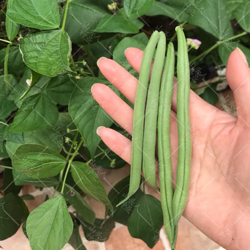 早熟地豆种子四季豆种籽无架豆矮生不搭架庭院阳台蔬菜种孑菜豆种 50