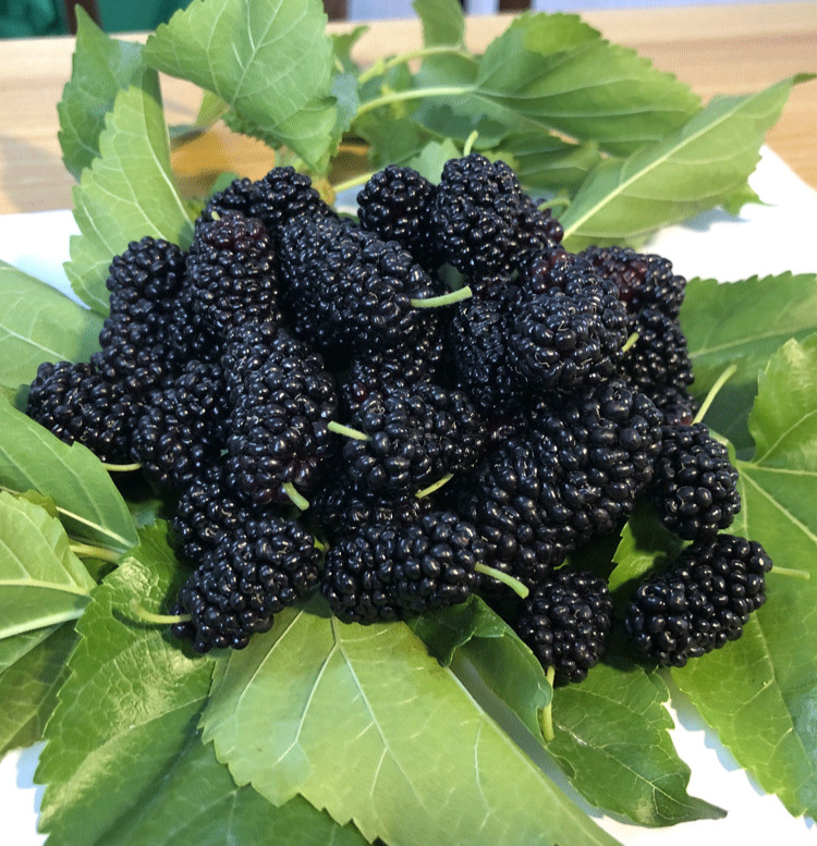 桑葚新鲜5斤净果顺丰10斤时令鲜果水果桑葚泡酒 鲜果【1斤装】(仅发