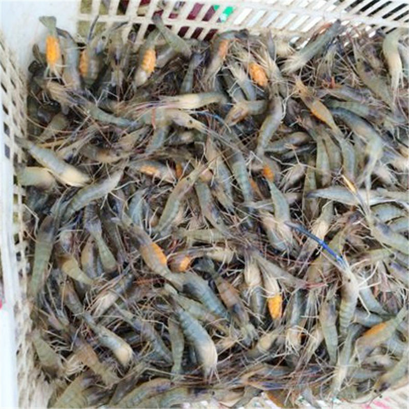 进口台湾罗氏沼虾苗图片