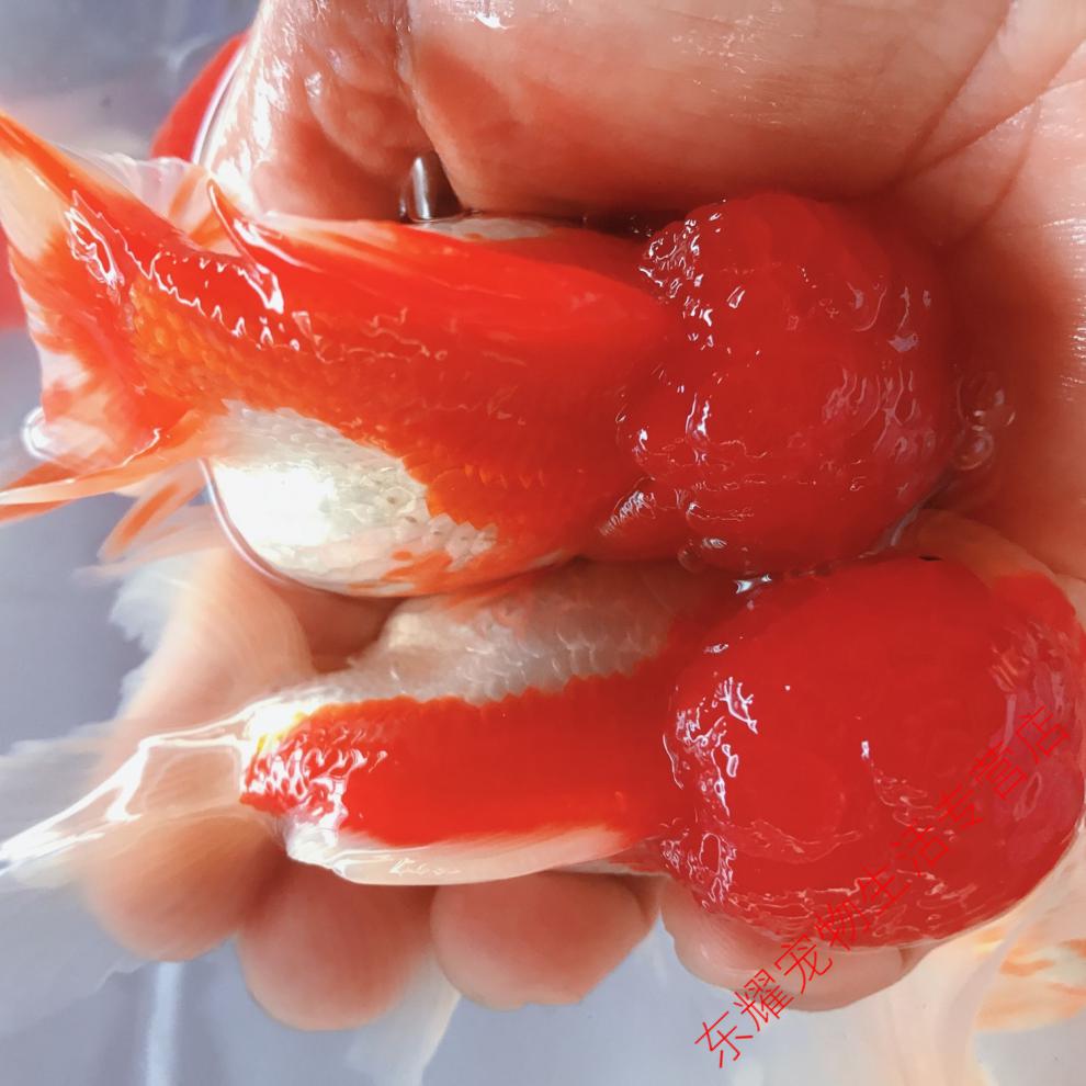 天弗狮子头金鱼国狮红狮头鱼苗黒狮头渔场金鱼观赏鱼大脑袋淡水冷水鱼