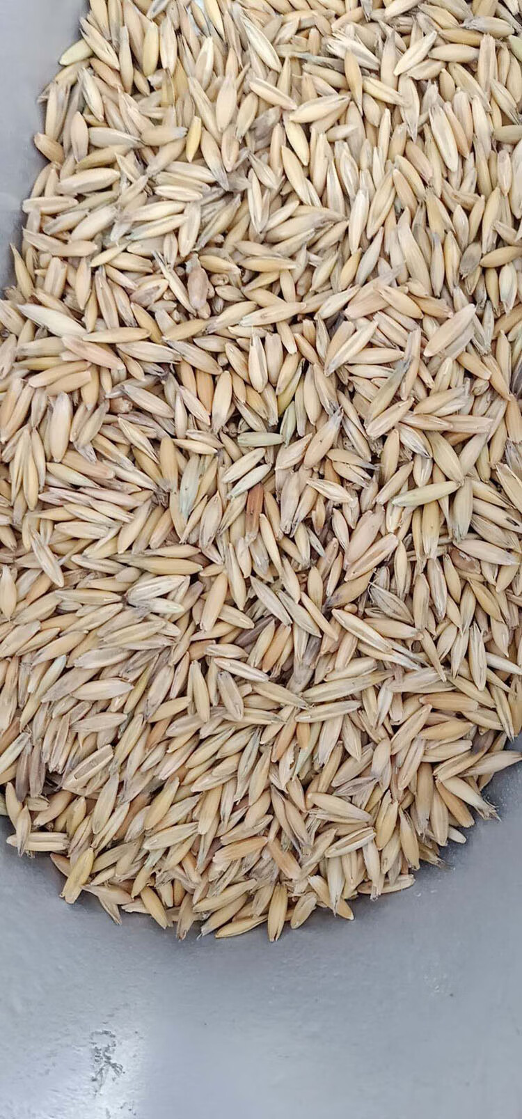 周金祥 燕麦种子边锋燕麦牧草种子高产量饲料高营养春秋季种植 燕麦