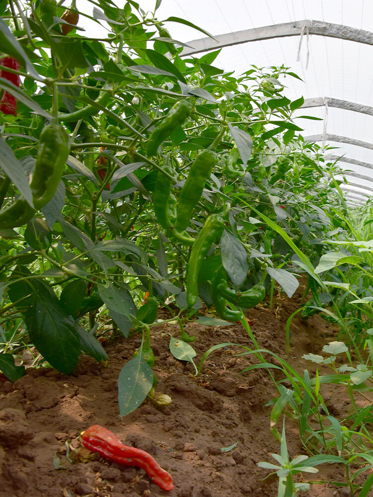 现摘新鲜蔬菜山东枣庄一窝蜂薄皮皱皮辣特辣螺丝土辣椒25斤1000g