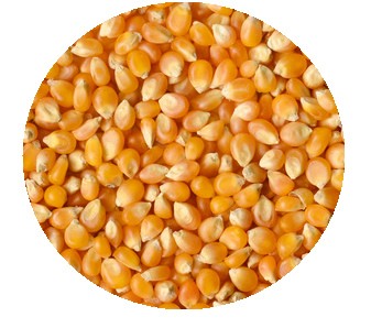 超甜水果玉米种子四季特大黑白彩甜糯种籽春季粘高产种孑 德瑞高科 黑