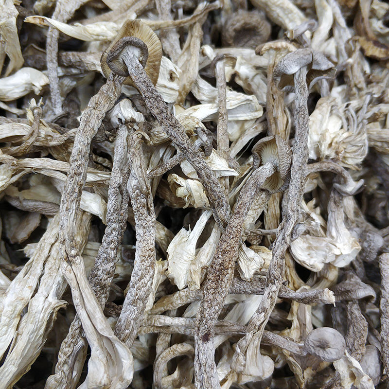 新正宗鹿茸菇鹿茸菌干货鹿茸山珍食用菌菌500克【图片