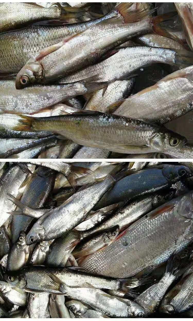 老扣 白条鱼小白条餐条鱼翘嘴鱼鲜活蓝刀鱼窜条鱼 5斤(净膛前重量)