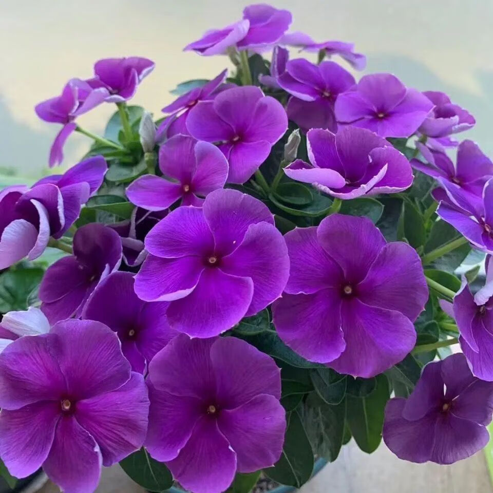 四季梅带花苞庭院客厅花卉植物室内好养四季开花8蓝胶10天开花不含盆