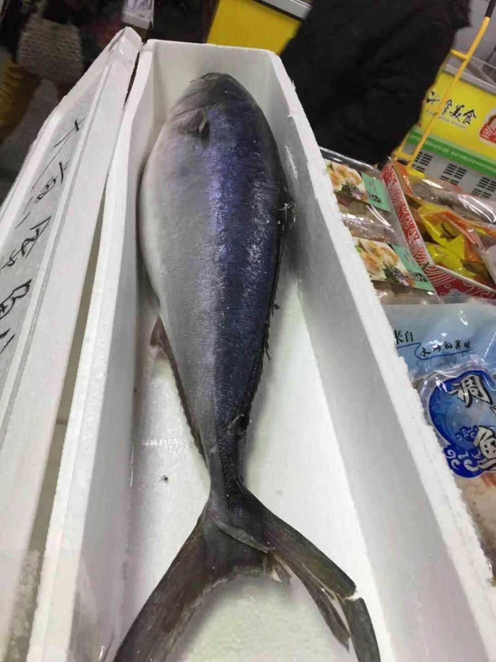 鲅鱼特大深海黄金鲅鱼新鲜水产整条1213斤