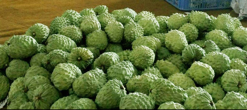 牛奶释迦果5斤水果新鲜当季整箱水果番荔枝林檎果摩尼果佛头果 4个装