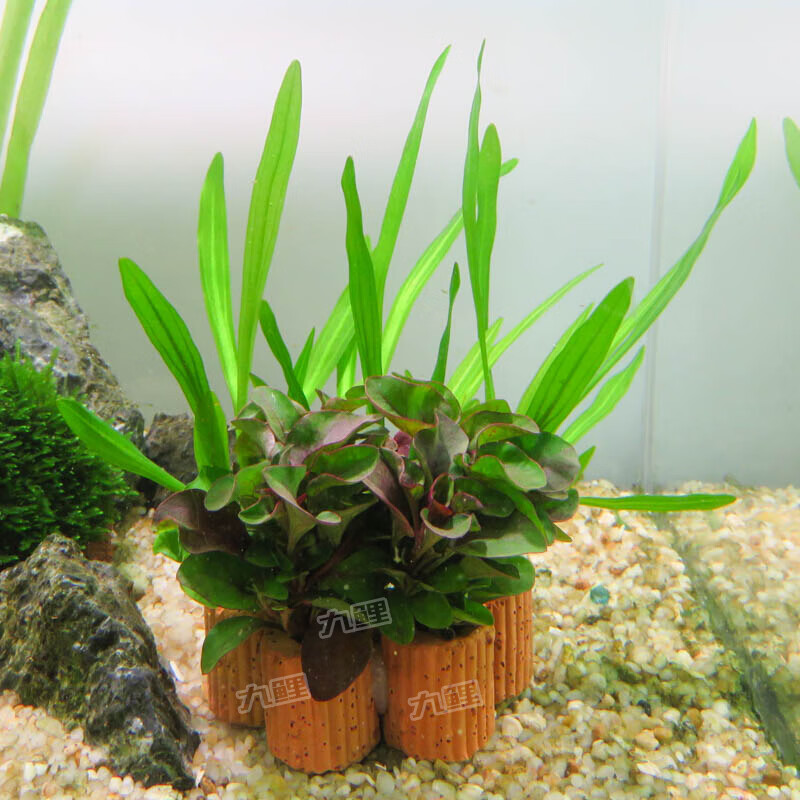 【京东推荐】定植小水草懒人金鱼草热带鱼缸造景装饰花草新手入门水景