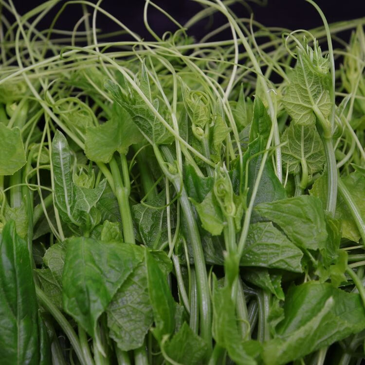 云南德宏新鲜蔬菜傣家自种洋瓜尖 丝瓜尖 佛手瓜尖龙须菜1/2斤 2斤