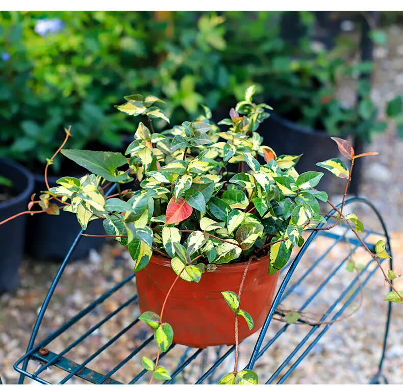 花叶黄金彩叶络石络石吊兰垂吊藤蔓绿植耐热耐寒 花叶络石(200#简易盆