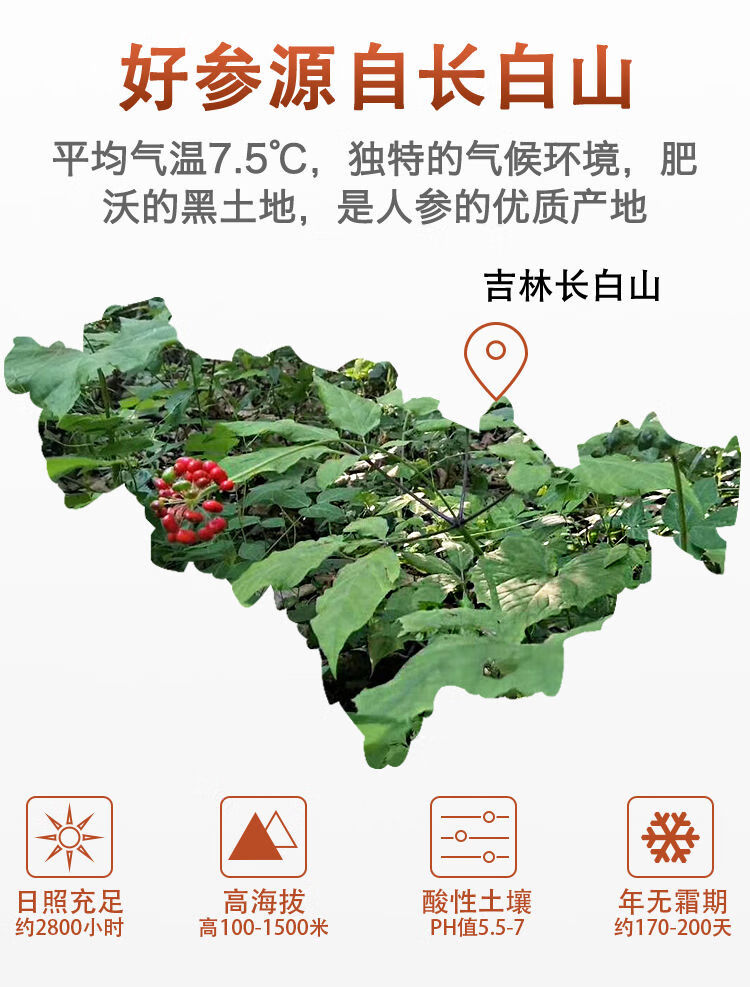 正宗非韩国6年根整支无糖高丽参别直参切片长白山红参人参片正宗福建柘荣太子参250克 图片价格品牌报价 京东