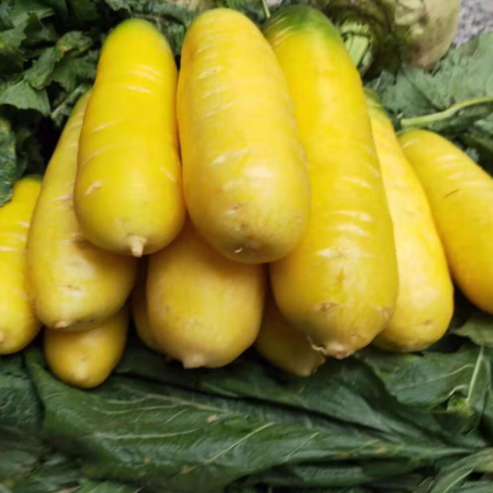 精选生鲜现挖山西黄胡萝卜新鲜蔬菜宝宝辅食2斤5斤10斤绿色水果萝卜