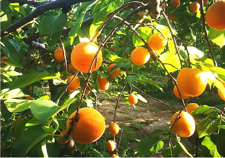 更多参数>>原产地:陕西国产/进口:国产包装:原箱装类别:杏品种:黄杏