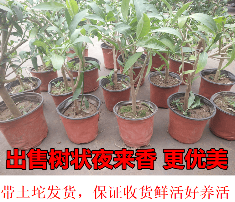 千惠美夜来香花苗盆栽花盆夜来香树苗当年开花阳台四季开花绿植花卉夜来香五年苗不含盆 图片价格品牌报价 京东
